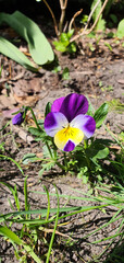 The first spring colorful pansy flower on a green lawn on a sunny day.