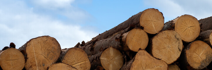 Panorama of a stack of Cut Wooden Logs against a blue sky - Powered by Adobe