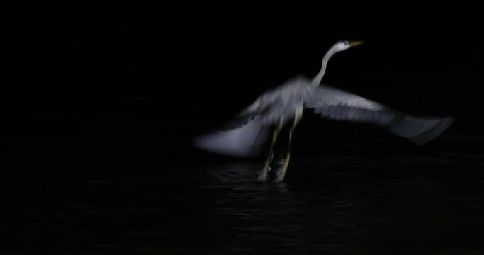 Great Blue Heron dark night wading Texas. Largest wading bird in the heron family. Diet small fish, shrimp, crabs and insects. Wades in shallow bay of Corpus Christi and along inter coastal water way.