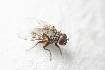 Close up of fly, macro photography of a domestic common house fly. Can be used to represent a disease carrier, an insecticide or decomposition of food