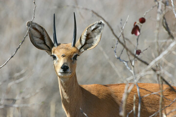 Steenbok ram in the Kgalagadi