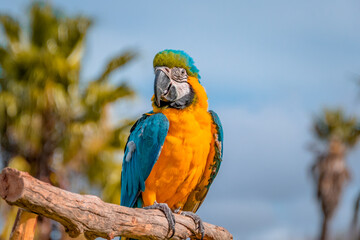 blue and yellow macaw