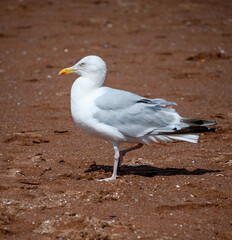 A herring gull stands on a beach