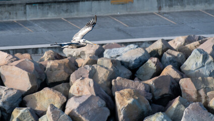 A Brown Pelican soaring past the quay side of Basseterre