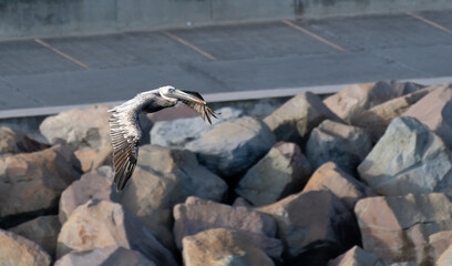 A Brown Pelican soaring past the quay side of Basseterre