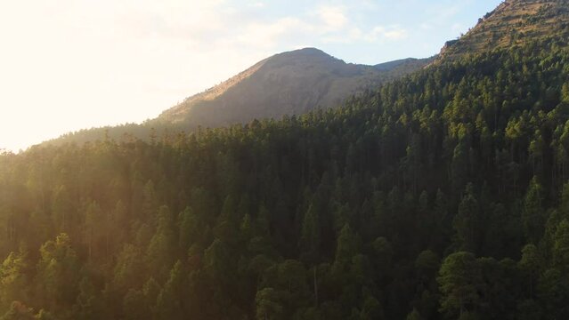 Bosque Ajusco Ciudad de Mexico