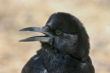 Cape Crow, headshot, in the Kgalagadi