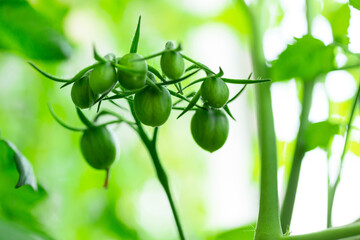 Small green tomatoes ripen on a branch. Selective focus.
