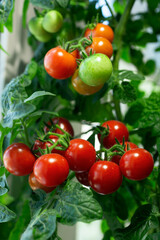 Red cherry tomatoes on a branch.