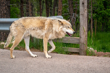 wolf on the road edge of forest