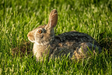 rabbit in grass