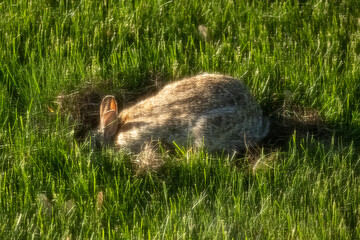 rabbit in the grass nesting 