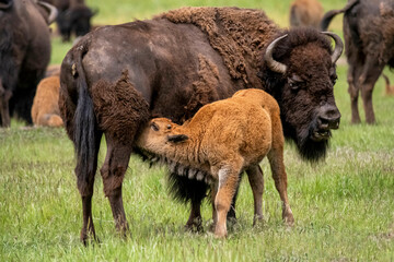 american bison calf nursing from mother Buffalo. 