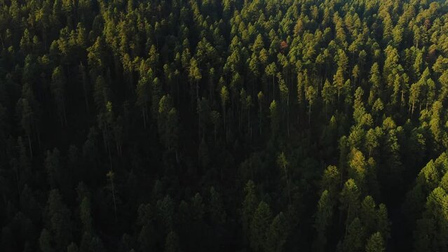 Bosque Ajusco Ciudad de Mexico