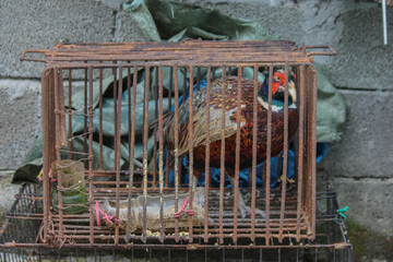 guinea fowl caught in a cage just before being cooked