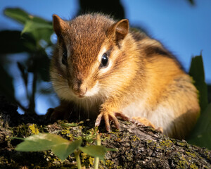 squirrel in the forest