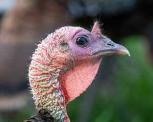 portrait of a rooster
