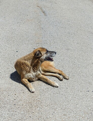 stray dogs lying on street pavements, tired dog breathing fast,