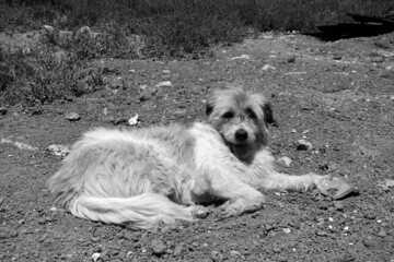 Silky Terrier dog lying on street pavements, Silky Terrier hairy stray dog,