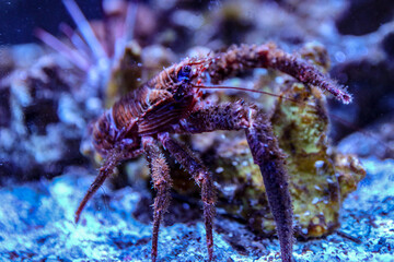 sea ​​crab in the aquarium