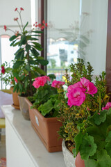 geranium flower in flower pot, pink and red blooming geranium plant,
