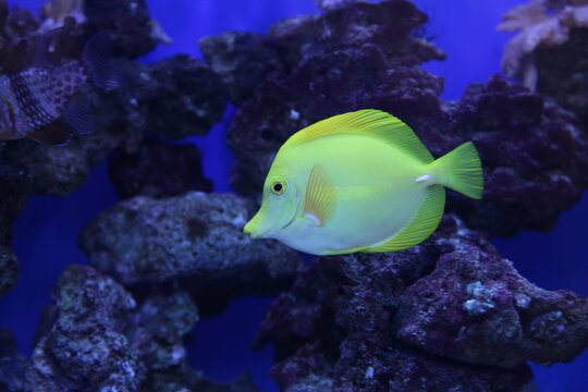 The yellow tang Zebrasoma flavescens is a saltwater fish species of the family Acanthuridae. It is one of the most popular marine aquarium fish. High quality photo