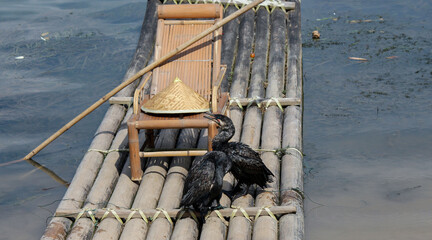 photo of traditional fishing birds, in china cormorant fishing