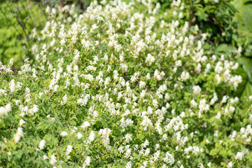 Fototapeta premium Close up of pale corydalis (pseudofumaria alba) flowers in bloom