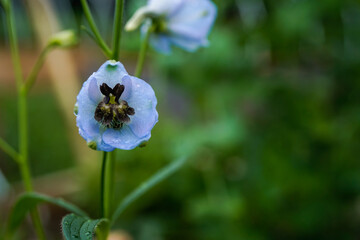 Macro image of the center of a delphinium flower. Light blue delphinium plant blooming in  a flower garden.