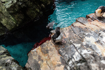 Beautiful cute penguins swim near a rock at the oceanarium in Lisbon, Portugal. Ecology and wildlife