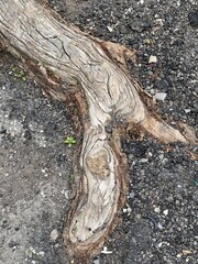 racine et résistance de la nature