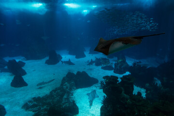 Naklejka na ściany i meble Underwater wildlife in the ocean with fish and stingray. Oceanarium in Lisbon