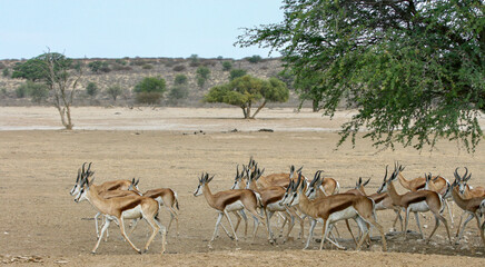 Fototapeta na wymiar Springbok in the Kgalagadi