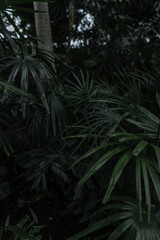 Exotic jungle with green leaves of palm trees. Green wallpaper with foliage. Ecology
