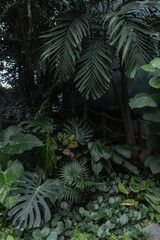 Green palm leaves in the botanical jungle. Natural dark green color. Exotic