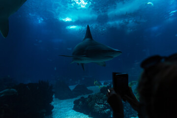 Shark swims underwater in the oceanarium. Female silhouette takes a photo on her smartphone and...