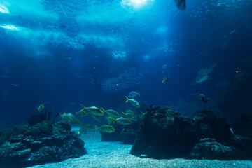 Marine wild life with fish, sharks and stingrays underwater swimming in the sea. Oceanarium in...
