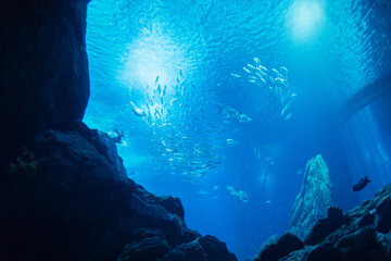 Beautiful amazing underwater world with fish and Ocean and Marine Wildlife with stingrays in the...