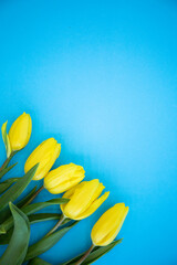 yellow tulips on blue background