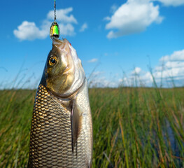 Nerfling, ide (Leuciscus idus) was caught on small yellow spinner among thickets of Great Club-rush...