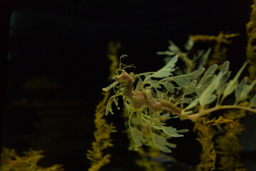 Sea dragon in the depths. Oceanarium in Lisbon, Portugal