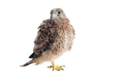 Chick Common Kestrel Falco tinnunculus isolated on white background