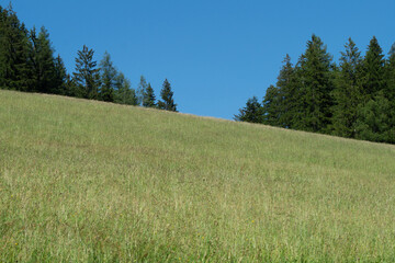 landscape with trees