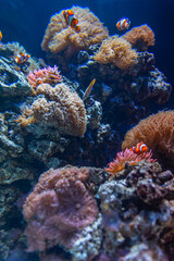 Underwater world deep in the ocean with fish and coral reefs Ecology and protection of plankton