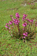 Lousewort, wood betony (Pedicularis nordmanniana) on the alpine pastures of the Caucasus?? 2000...