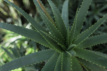 Green aloe growing in the park
