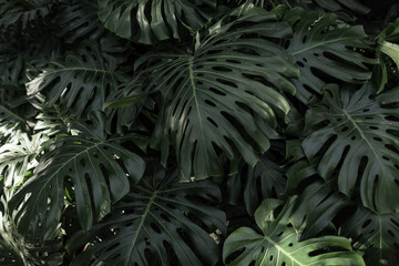 Tropical palm leaves, floral pattern background, real photo. Tropical jungle Monstera leaf