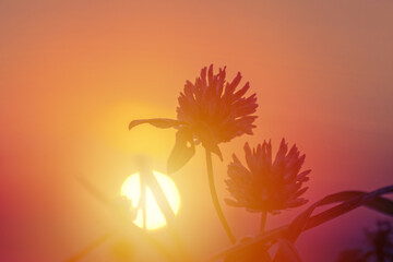 Winter meadow at sunrise, flowers and grass lit by morning sun