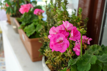 Fototapeta na wymiar geranium flower in flower pot, pink and red blooming geranium plant,