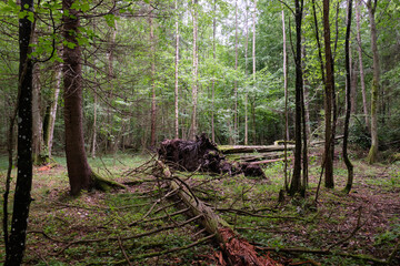 Springtime deciduous stand with old oaks